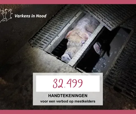 32.499 handtekeningen tegen mestkelders in de vee-industrie!