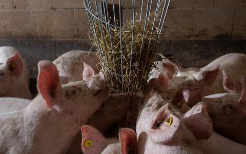De sinterklaasactie maakt een groot verschil voor varkens