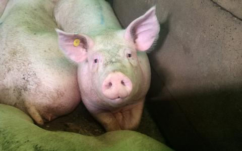 Giftige stallucht maakt varkens ziek