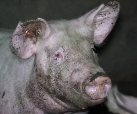 Door giftige stallucht bijten varkens elkaar in oren en staart