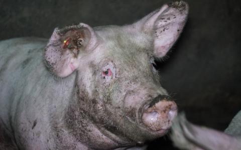 Door giftige stallucht bijten varkens elkaar in oren en staart