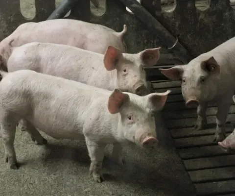 Animo varkensboeren voor uitkoopregeling daalt