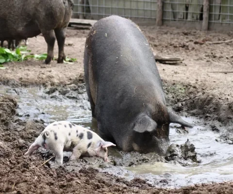 Natuurlijk gedrag? Natuurlijk!