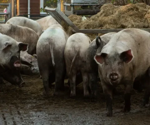 Vrije uitloop helpt varkens uit de brand