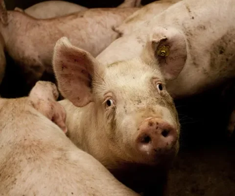 Varkens in Nood-arrest vernietigt opnieuw vergunning van grote varkensstal