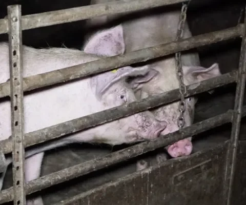 Varkenshouder krijgt boete voor verveling varkens