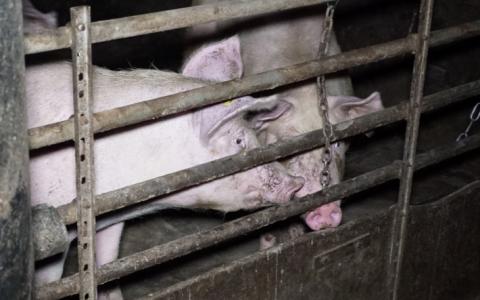 Varkenshouder krijgt boete voor verveling varkens