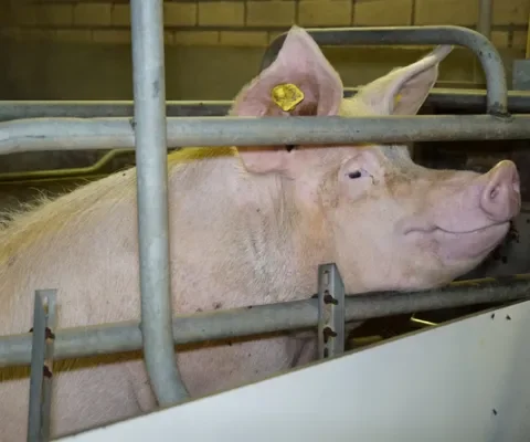 Varkenshouders krijgen waarschuwing door Varkens in Nood