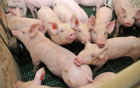 Minister, zet NU deze drie stappen tegen Afrikaanse varkenspest! 