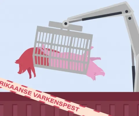 Varkens in Nood slaat alarm: Nederland niet klaar voor Afrikaanse varkenspest