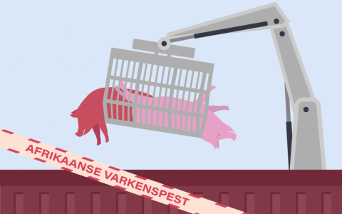 Varkens in Nood slaat alarm: Nederland niet klaar voor Afrikaanse varkenspest