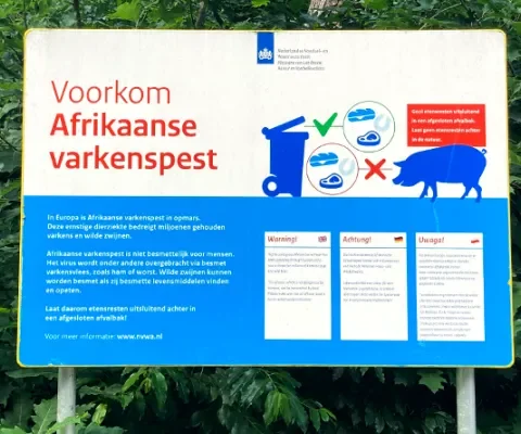 Uitbraak Afrikaanse varkenspest vlak over de Nederlandse grens