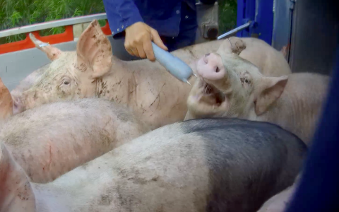 Schokkende undercoverbeelden: varkens tijdens transport mishandeld met stroomstoten