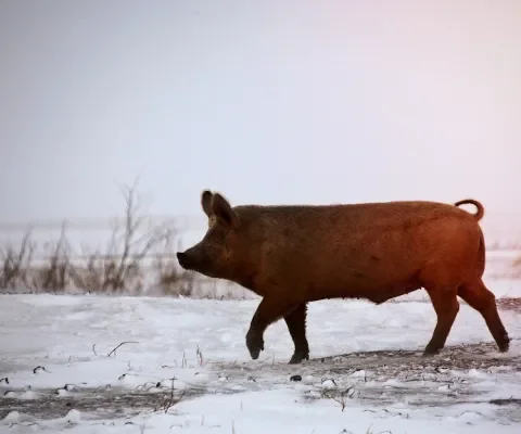 Dit deden we voor de varkens in 2022