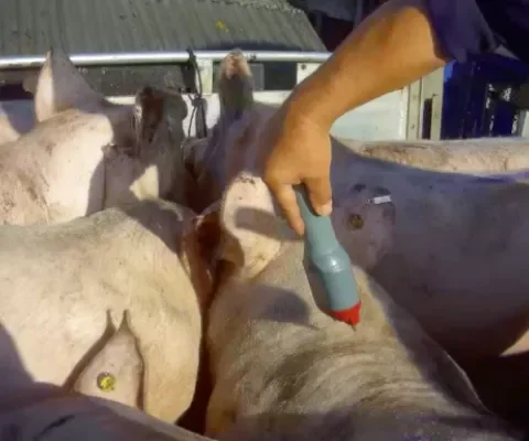 Niet normaal: varkens mishandeld met stroomstoten