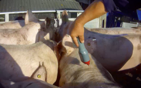 Niet normaal: varkens mishandeld met stroomstoten