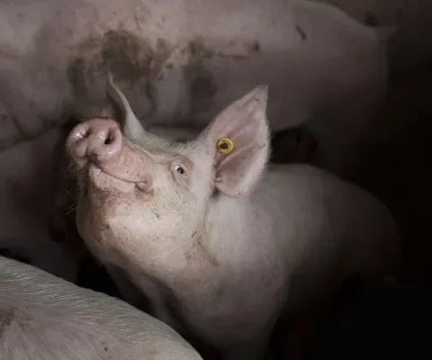 ‘Maar ja, wat kan ík eraan doen?’