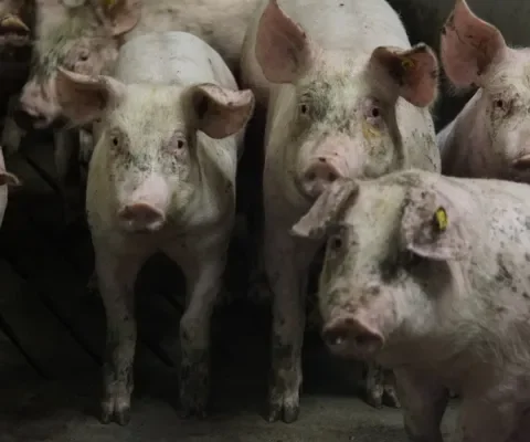 Waarom bijten varkens in elkaars staart?