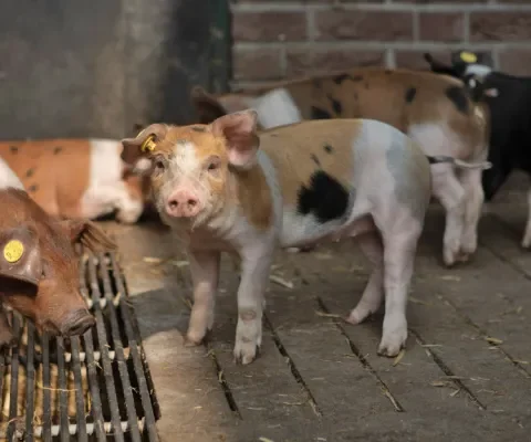 Stoppen met amputeren: het kan!