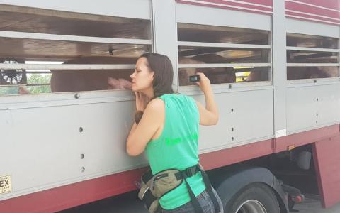 Eyes on Animals inspecteert oververhitte varkenstransporten