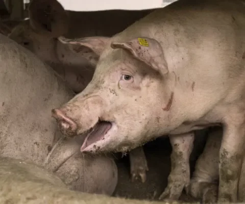 Dierenwelzijnsorganisaties luiden noodklok: stop veetransporten op hete dagen