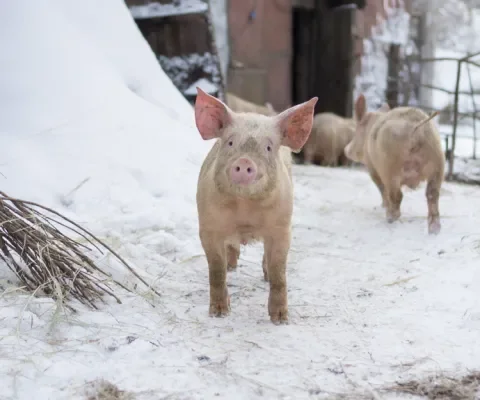 Dit deden we voor de varkens in 2023