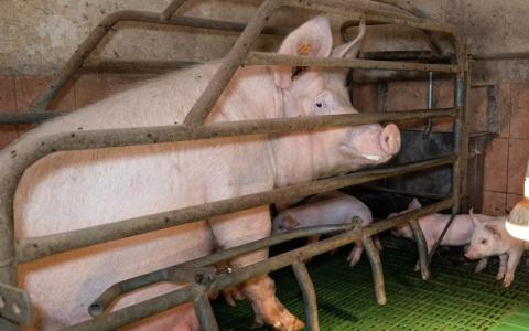 Waar blijft het verbod op het opsluiten van dieren in kooien?