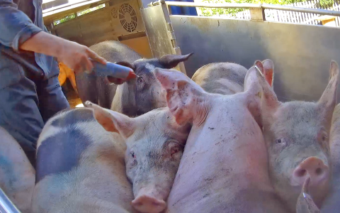 Boetes voor transportbedrijven die varkens mishandelden met tasers