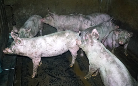 Slechte verzorging van zieke varkens