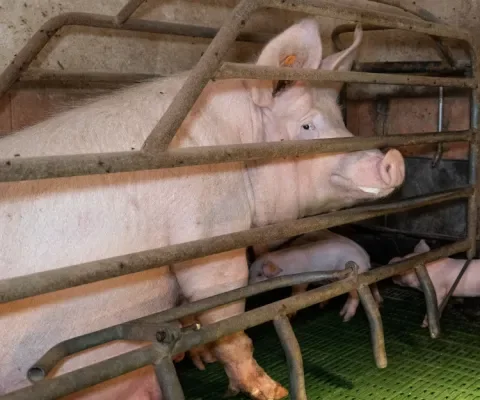 Waar blijft het verbod op het opsluiten van dieren in kooien?