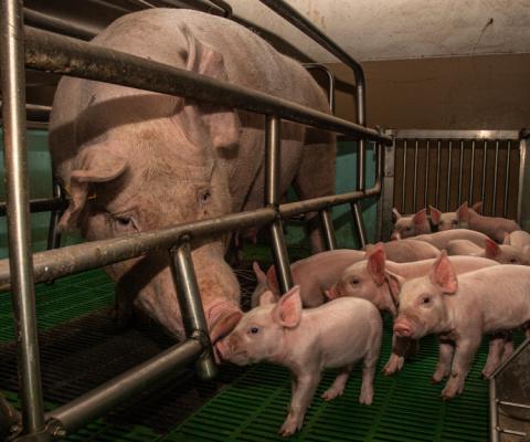 Nieuw onderzoek naar kraamkooien bewijst opnieuw wat iedereen al jaren weet