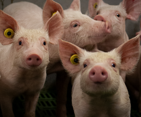 Tweede Kamer schrapt nieuwe dierenwelzijnsregels uit de wet