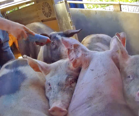 Boetes voor transportbedrijven die varkens mishandelden met tasers