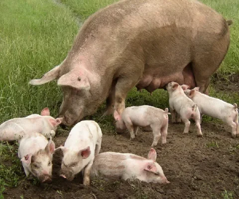 Krijgen we nu eindelijk een dierwaardige veehouderij?