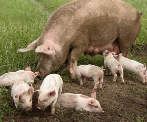 Politiek is verdeeld, maar 8 op de 10 Nederlandse kiezers willen dierwaardige veehouderij