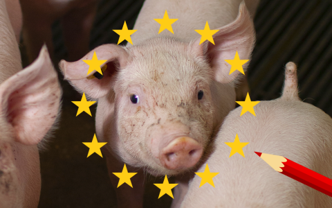 Geef varkens een stem in Europa!