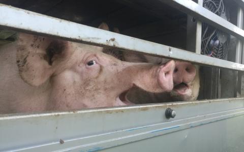 Deze zomer wéér oververhitte varkens op transport