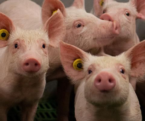 Juridische strijd tegen afbranden krulstaarten