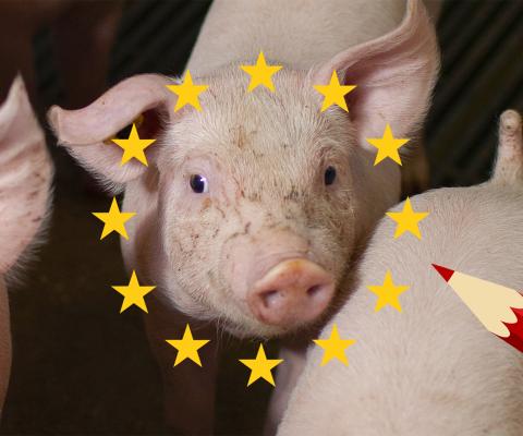 Geef varkens een stem in Europa!