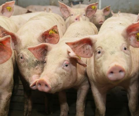 Varkens in Nood dient klacht in tegen kindermarketing door vee-industrie