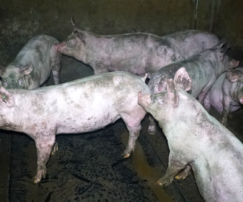 Slechte verzorging van zieke varkens