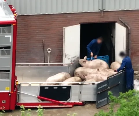 Varkens in Nood doet aangifte van dierenmishandeling