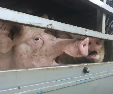 Deze zomer wéér oververhitte varkens op transport