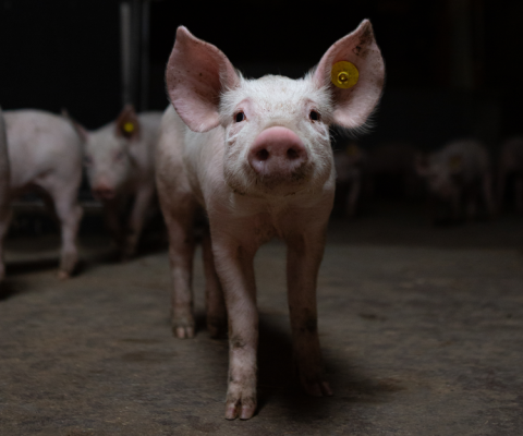 Varkens in Nood start klantenactie tegen supermarkten over wrede krulstaartpraktijken