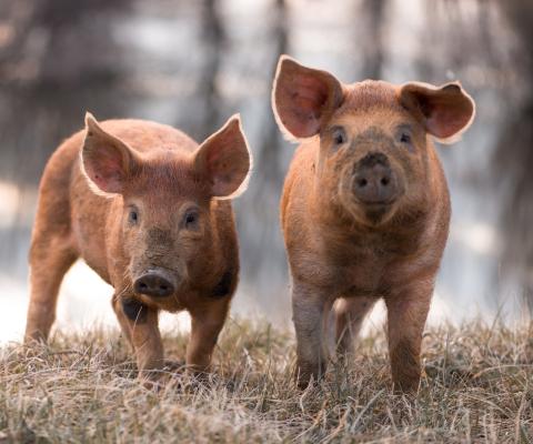 Samen voor de varkens: dit hebben we bereikt in 2024