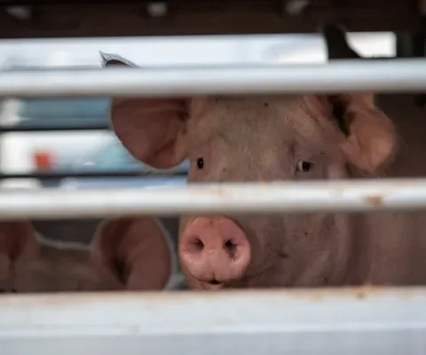 Stop illegaal transport van zieke varkens!