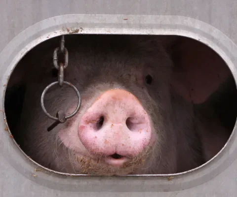 Zieke en gewonde varkens lijden ongezien op transport