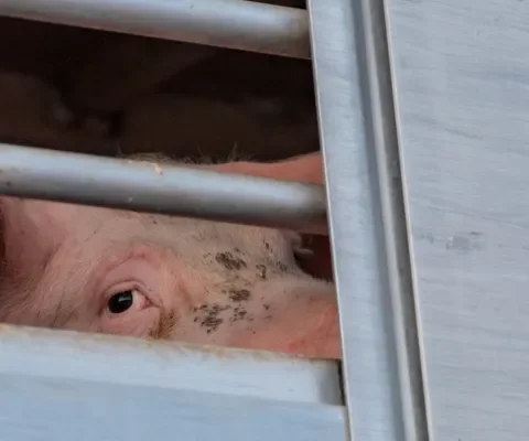 Waarom wij transportbedrijven verantwoordelijk houden voor het vervoer van zieke varkens