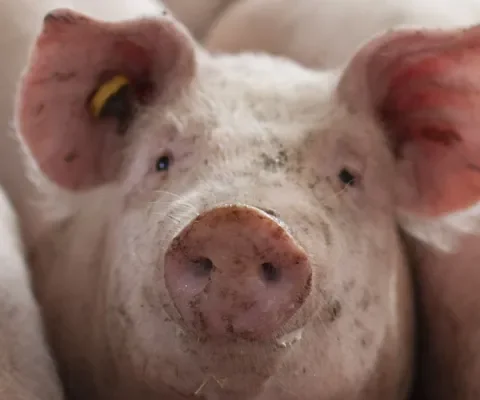 Tweede Kamer eist strengere straffen voor illegaal transport van zieke varkens