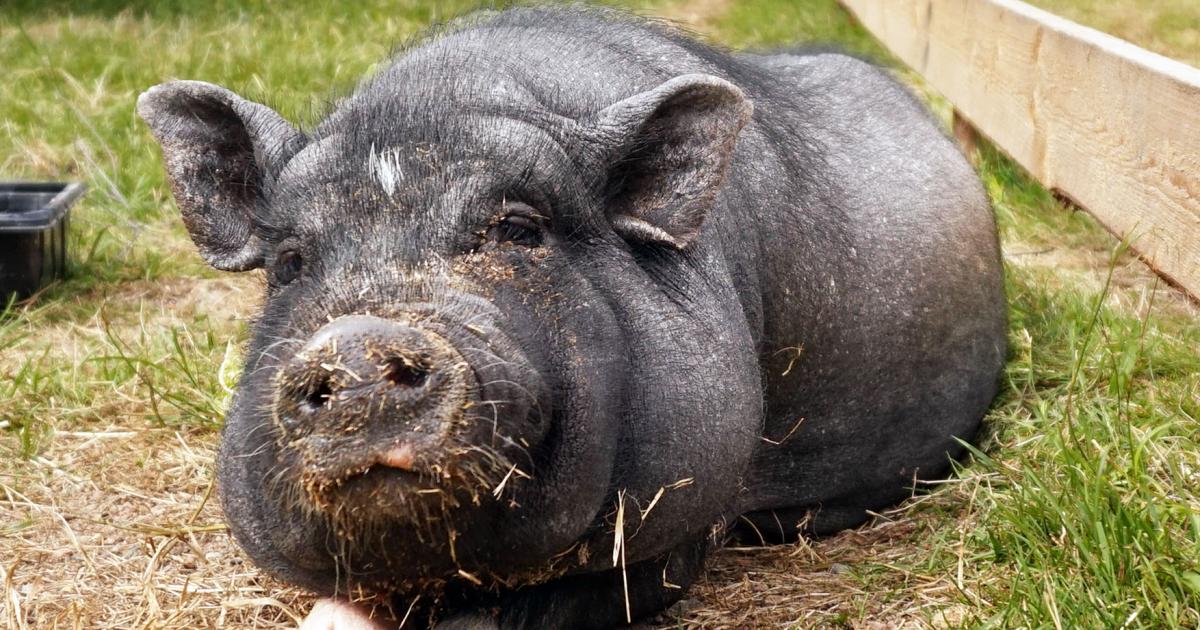 antiek Oprecht vaccinatie Minivarkens zijn niet geschikt als huisdier | Varkens in Nood
